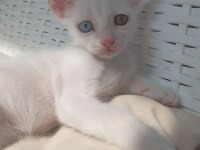 1 AYLIK SAFKAN ANKARA KEDİSİ YAVRULARI