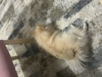 Pomeranian Sahiplenme Fırsatı
