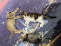 SEVGİ DOLU YAVRUCAK KEDİLER SICAK YUVA ARIYOR