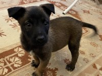 FCI A Secere Malinois Son 2 Erkek