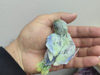 Forpus papağanı yavrular