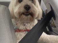 Çiftleştirme maltipoo