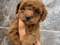 Minyatür Tea Cup Toy Poodle