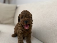 Dişi Dark Red Mikro Kore Mükemmel Anatomi Poodle