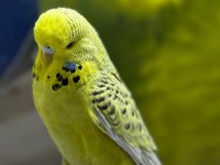 Şov jumbo 25 li yavru kuşlar