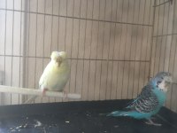 Muhabbet kuşlar komple her şey dahil verilecektir