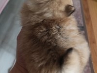 Pomeranian Boo Erkek Ve Dişi Yavrularımız