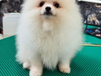 TEDDY TEACUP POMERANİAN YAVRULARIMIZ