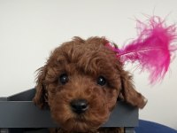 Toy poodle bebeklerim