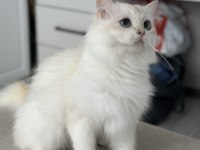 Uysal british longhair
