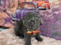 A kalite top kafa scottish fold yavrular