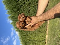 Teacup Toy Poodle Saf Kan Yavrular