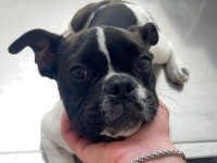 6 AYLIK FRENCH BULLDOG