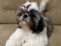 A ŞESECE SHIH TZU ÇOCUKLARIMIZ HAZIR