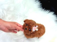 Show Düzey A Kali̇te Toy Poodle Yavrumuz