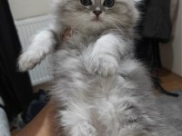 Ayıcık Yüzlü Scottish Fold Yavrular