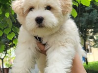 4 aylık orjinal maltipoo