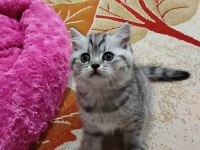 Hoşçakal oscarım bal mı bal kedimiz