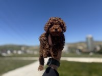 Yasal Çifrlikde Ziyarete Açık Toy Poodle Yavrular