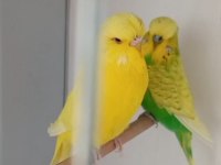 2 Yaşında Damızlık Super Takım Muhabbet Kuşlar