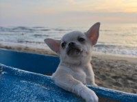 Uygun Puan Harika Anatomi 2 Aylık Chihuahua