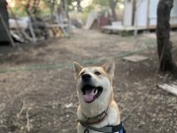 3 yaşında Akita inu kızım bella dişi olduğu için