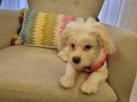 4 Aylık Aşılı Tuvalet Eğitimli Dişi Maltese Terrier