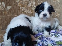 Morkie yavrular