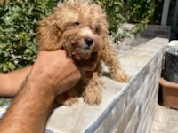 Maltipoo Yavrumuz