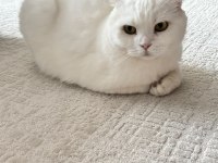 GÜZEL KEDİMİZİ SAHİPLENDİRİYORUZ