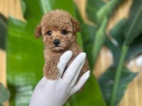 Toy Poodle Bebekler Referans Yavrular