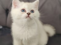 Safkan British Shorthair Erkek Yavru