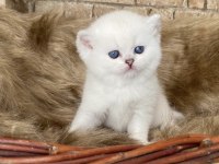 SAFKAN BRİTİSH SILVER GOLDEN