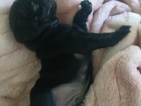 Pink taşıyıcı SSS KALİTE DİŞİ ERKEK MEVCUT PUG