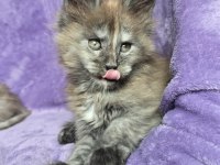Maine coon dişi black smoke Tortie wcf pet
