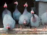 Tokat Beç İran Tavuğu Civcivi