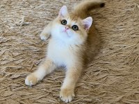 Safkan British Shorthair Golden ny12 erkek yavru