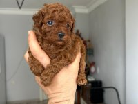 Kore Kan Red Poodle
