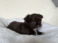 Mini mini chihuahua bebişler