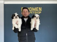 MORKİE YAVRULAR MALTİPO MALTESE YAVRULAR ANKARA