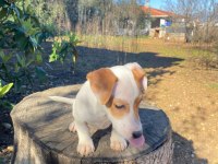 IRK VE SAĞLIK GARANTİ ORJİNAL JACK RUSSELL