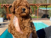 Red Brown Toy Poodle Yavruları İstanbul