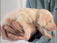 ALBİNO DOBERMAN YAVRULARIMIZ ALMANYADAN İTHAL ÜST KALİTE