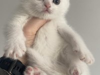 British shorthair evlatlar rezerveye açık