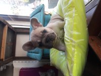 French bulldog erkek