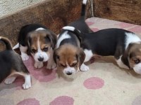 Beagle Yavrularımız ırk garantilidir