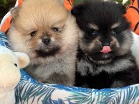 Dişi ve erkek pomeranian yavrular