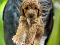 POODLE KALITESINDE SAFKAN MALTİPOO