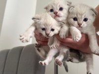 2 aylık british shorthair yavrular