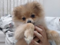 Pomeranian tilki surat pomeranian kızım